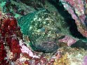 030502_Zabargad - Merou marbre - Dsc01435~